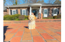 Cute Maltipoo Poodle Mix Pup