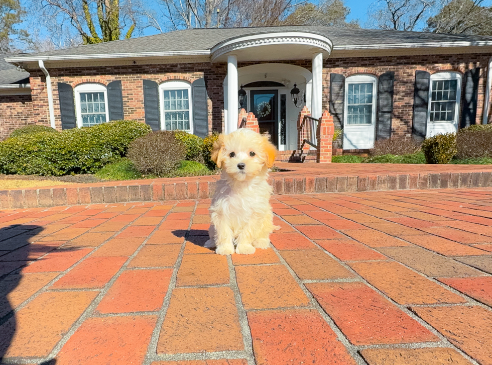 Cute Maltipoo Poodle Mix Pup