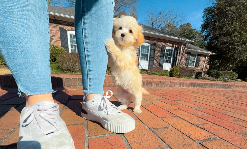 Cute Malt a Poo Poodle Mix Puppy