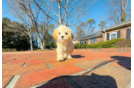 Cute Maltipoo Poodle Mix Pup