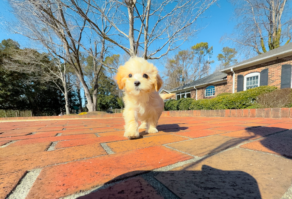 Cute Maltipoo Poodle Mix Pup