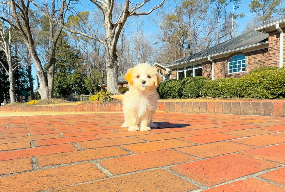 Best Maltipoo Baby