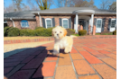 Cute Maltipoo Poodle Mix Pup