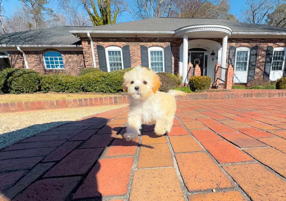 Cute Maltipoo Poodle Mix Pup