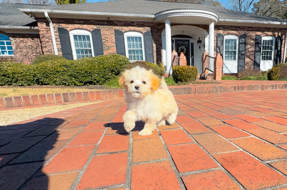 10 week old Maltipoo Puppy For Sale - Simply Southern Pups