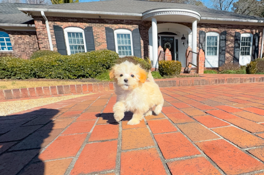 Maltipoo Pup Being Cute