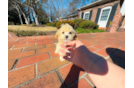 Maltipoo Pup Being Cute