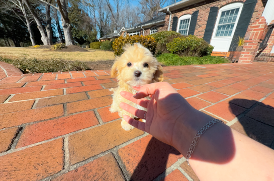 Maltipoo Pup Being Cute