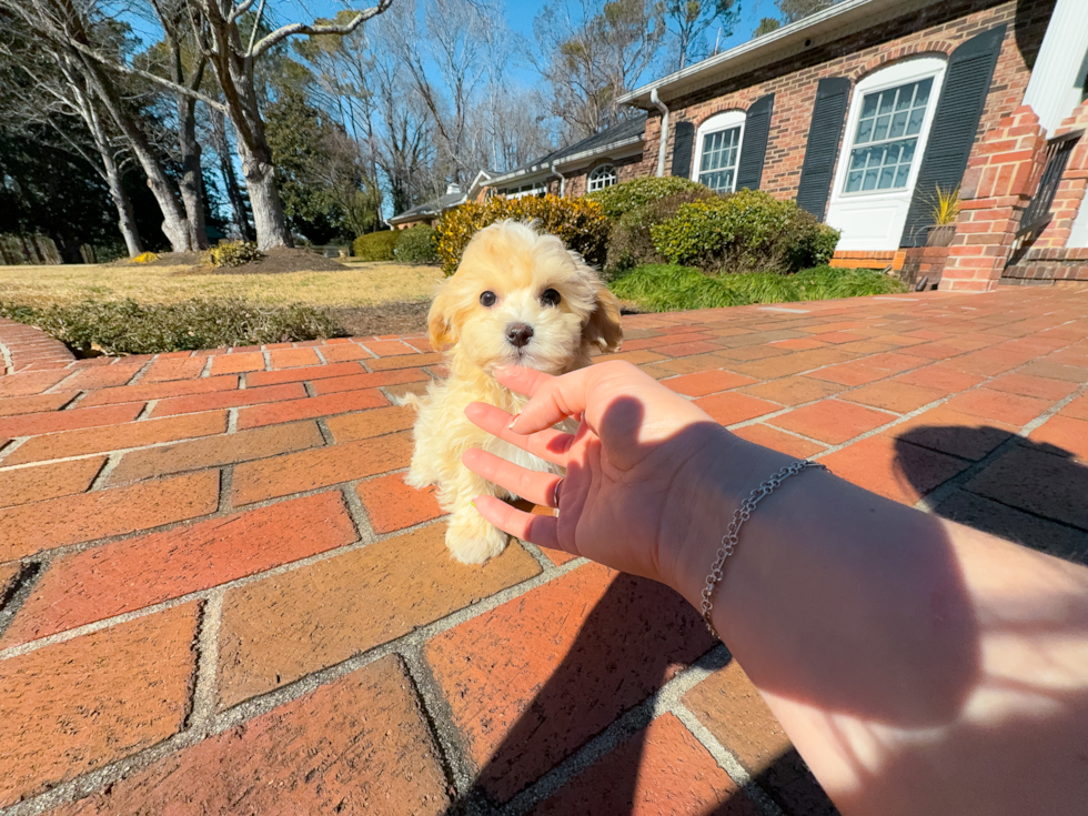 Best Maltipoo Baby