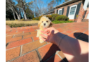 Cute Maltipoo Poodle Mix Pup