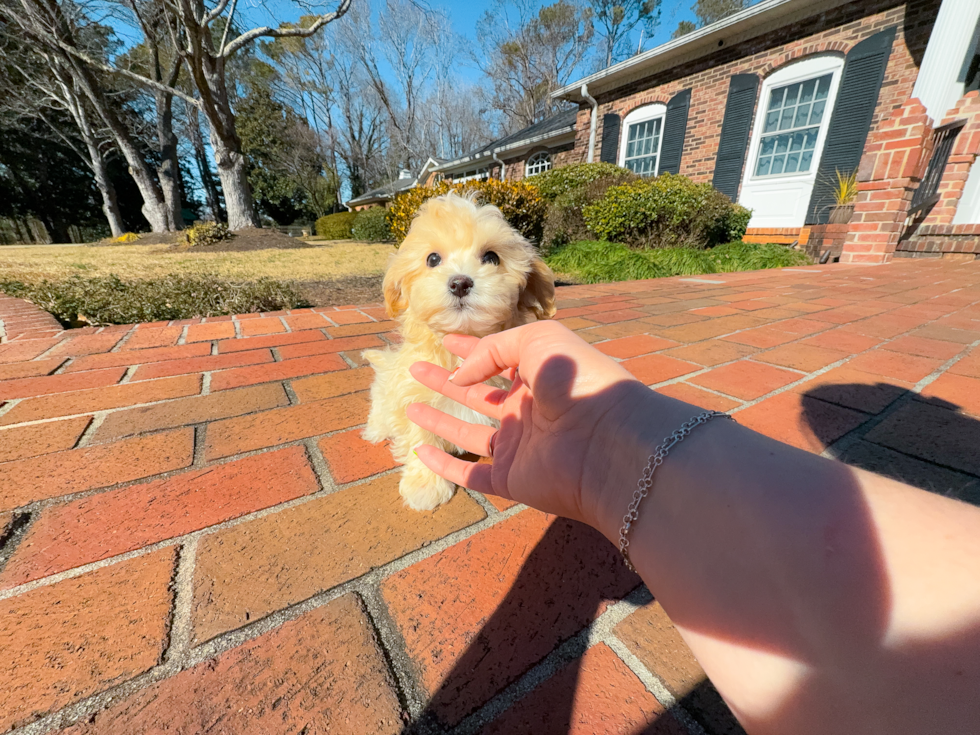 Cute Maltipoo Poodle Mix Pup