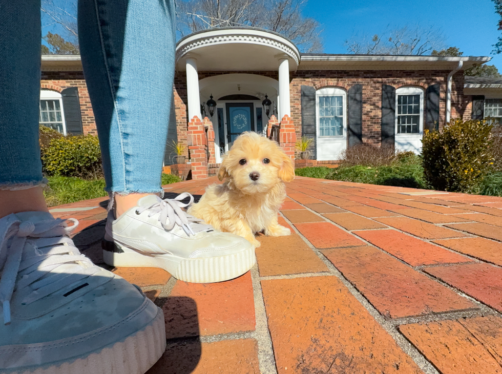 Cute Malt a Poo Poodle Mix Puppy