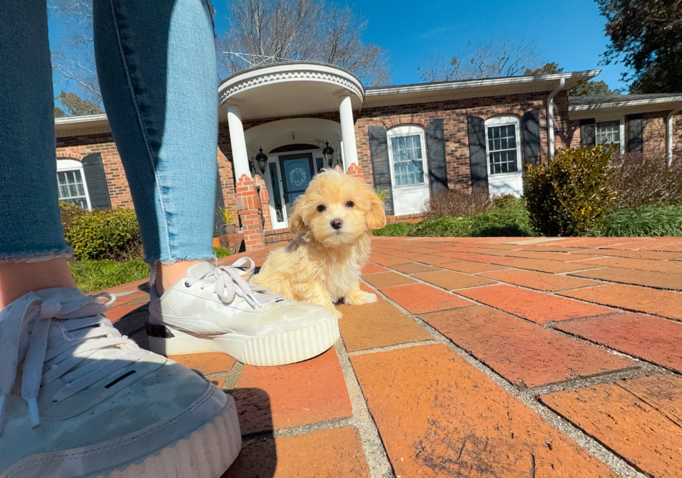 Maltipoo Puppy for Adoption