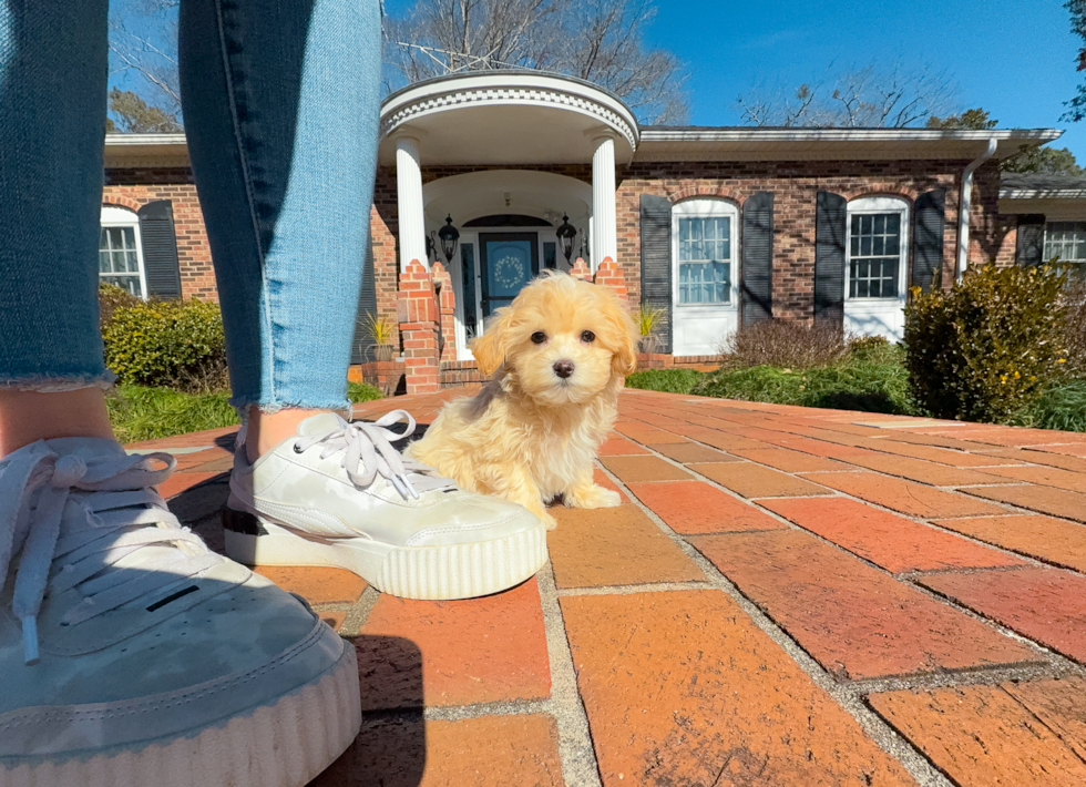 Maltipoo Puppy for Adoption