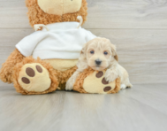 8 week old Maltipoo Puppy For Sale - Simply Southern Pups