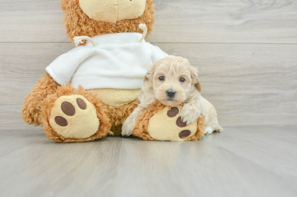 6 week old Maltipoo Puppy For Sale - Simply Southern Pups