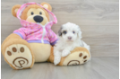 Petite Maltipoo Poodle Mix Pup