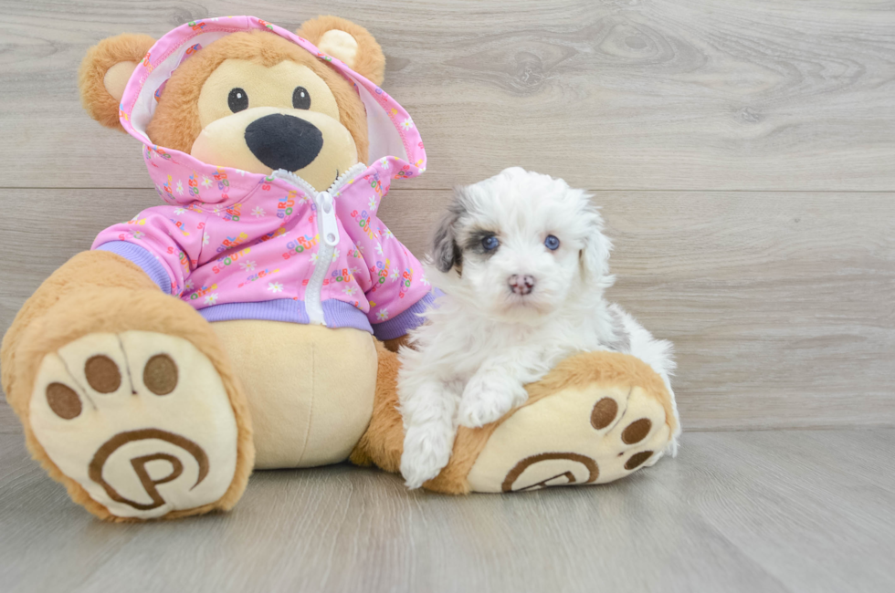 5 week old Maltipoo Puppy For Sale - Simply Southern Pups