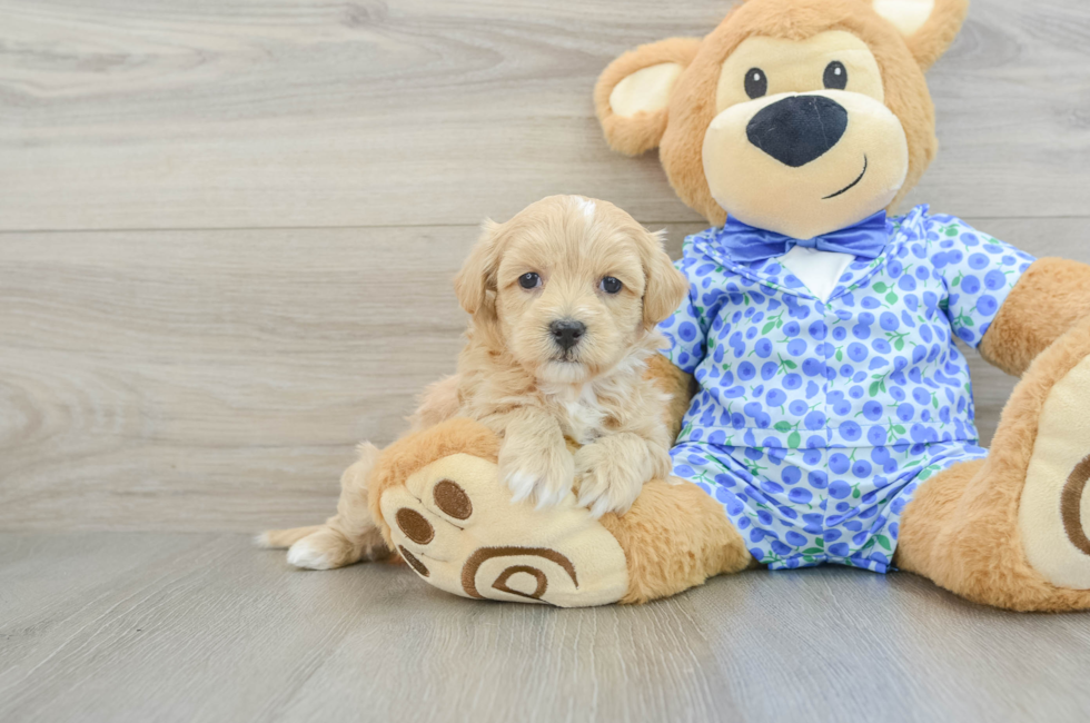 7 week old Maltipoo Puppy For Sale - Simply Southern Pups