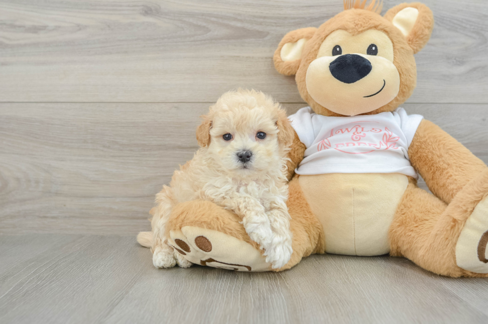 6 week old Maltipoo Puppy For Sale - Simply Southern Pups