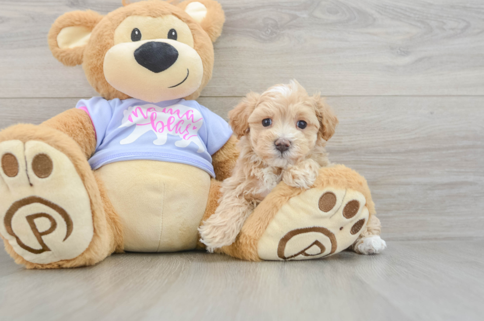 6 week old Maltipoo Puppy For Sale - Simply Southern Pups