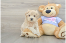 Hypoallergenic Malt a Poo Poodle Mix Puppy