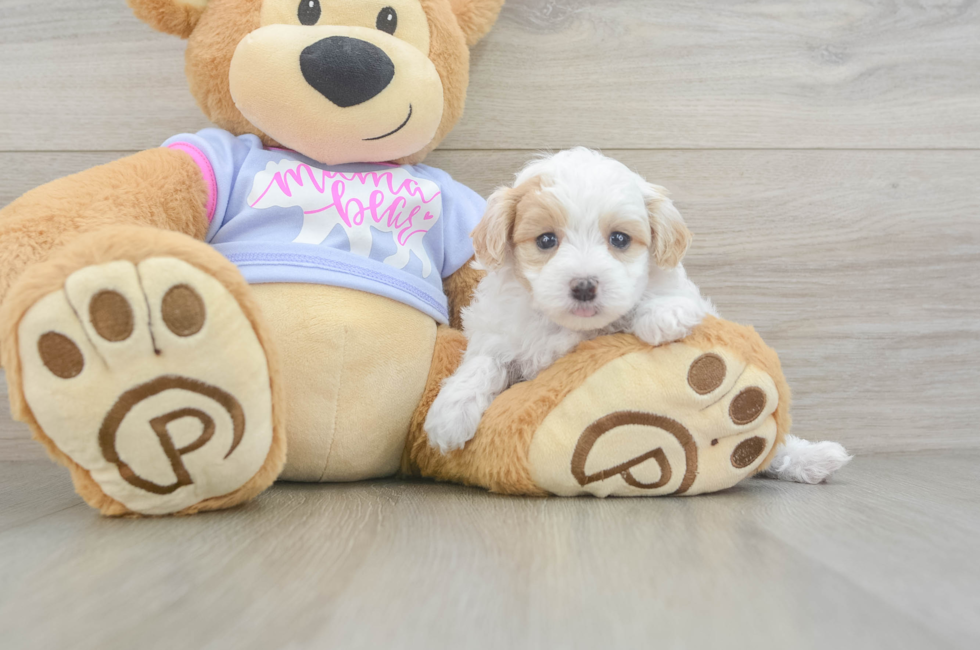 6 week old Maltipoo Puppy For Sale - Simply Southern Pups