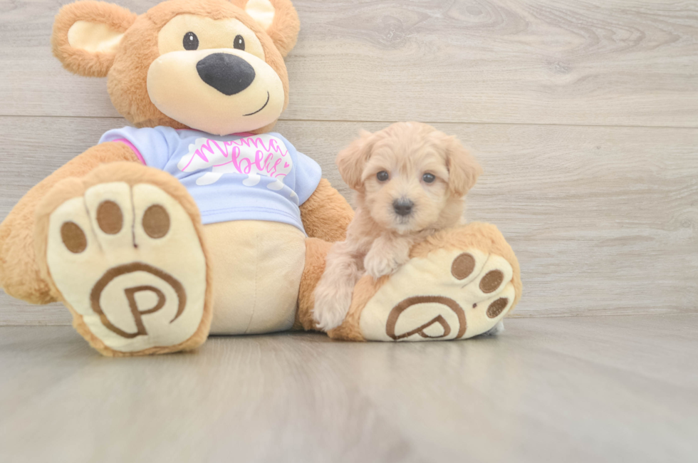 5 week old Maltipoo Puppy For Sale - Simply Southern Pups