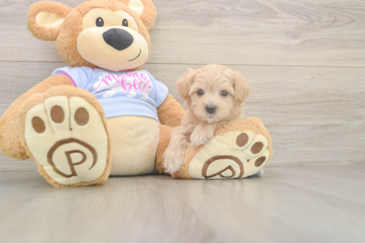 Meet Reno - our Maltipoo Puppy Photo  1/3 - Simply Southern Pups Maltipoo Puppy for Adoption