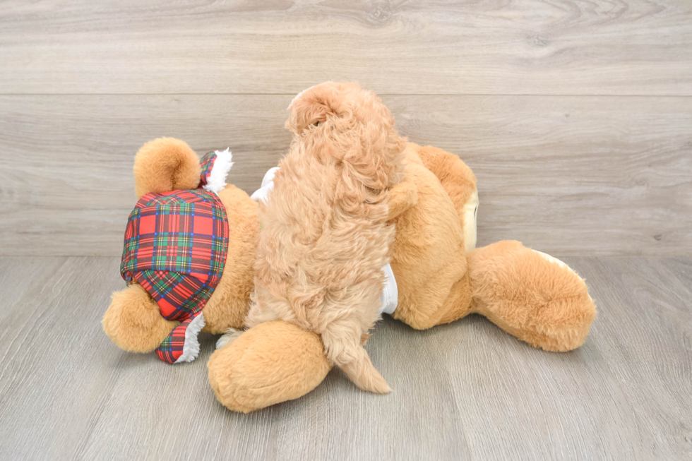 Maltipoo Puppy for Adoption