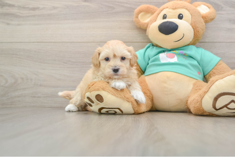 Petite Maltipoo Poodle Mix Pup