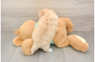 Maltipoo Puppy for Adoption