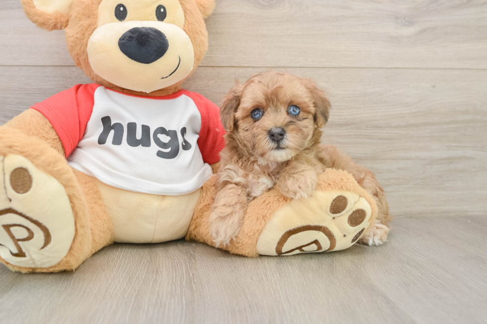 Best Maltipoo Baby