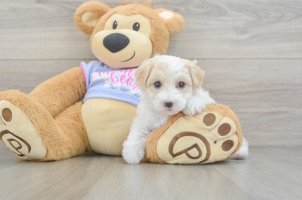 6 week old Maltipoo Puppy For Sale - Simply Southern Pups