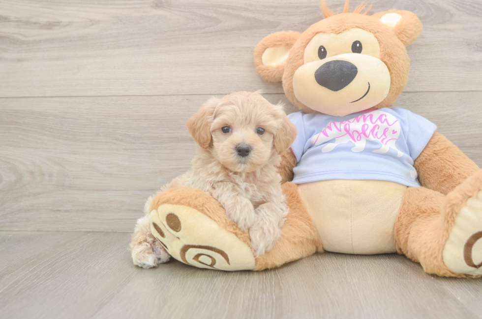 5 week old Maltipoo Puppy For Sale - Simply Southern Pups
