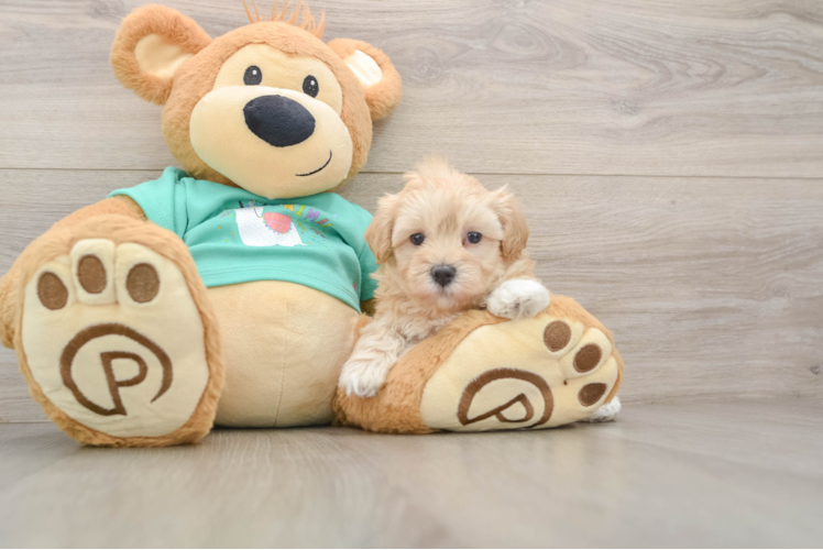 Smart Maltipoo Poodle Mix Pup