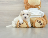 8 week old Maltipoo Puppy For Sale - Simply Southern Pups