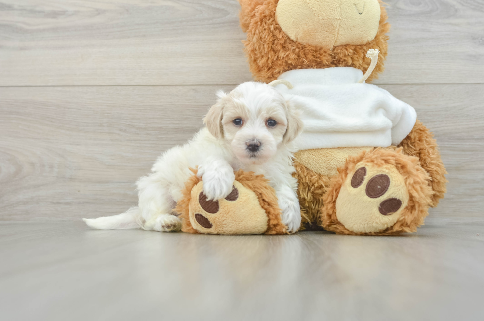 6 week old Maltipoo Puppy For Sale - Simply Southern Pups