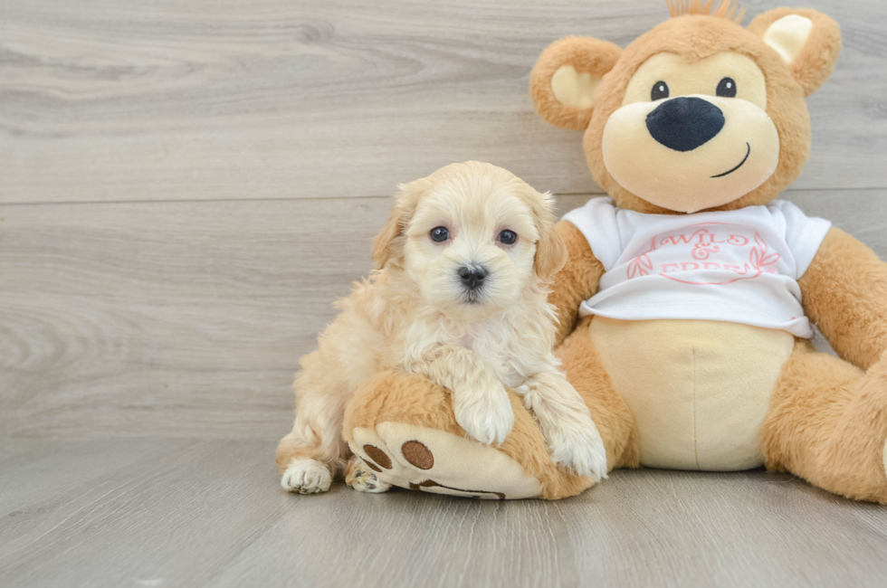 6 week old Maltipoo Puppy For Sale - Simply Southern Pups
