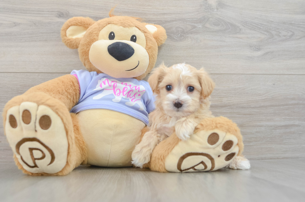 6 week old Maltipoo Puppy For Sale - Simply Southern Pups