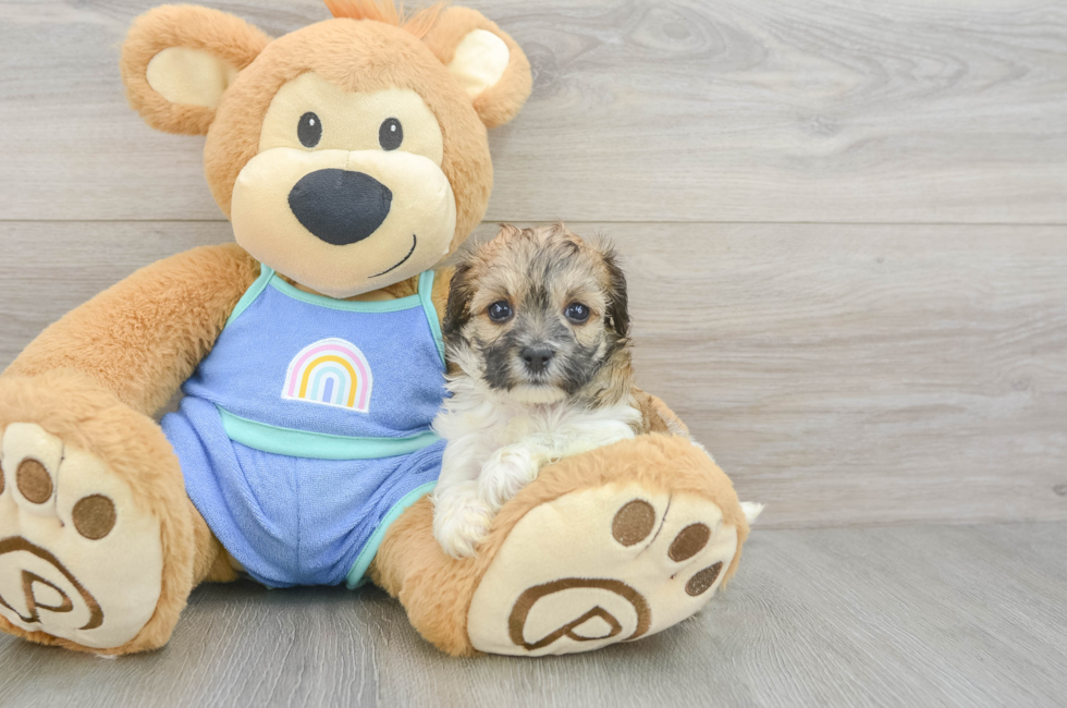 6 week old Maltipoo Puppy For Sale - Simply Southern Pups