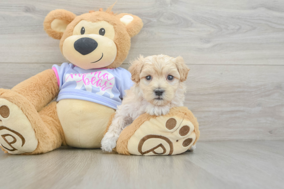 6 week old Maltipoo Puppy For Sale - Simply Southern Pups