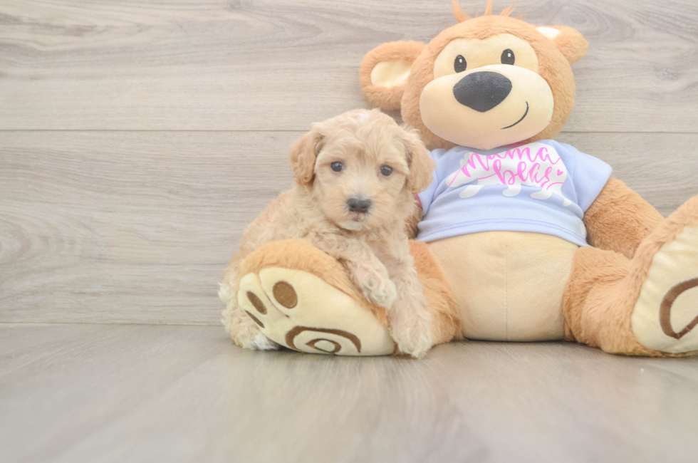 5 week old Maltipoo Puppy For Sale - Simply Southern Pups