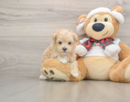 8 week old Maltipoo Puppy For Sale - Simply Southern Pups