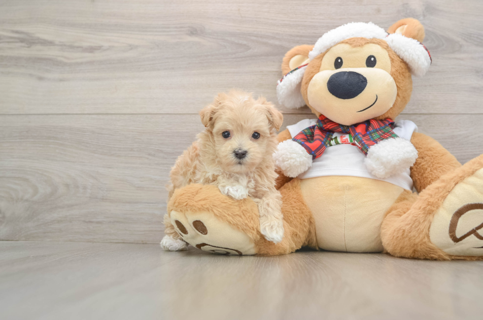 5 week old Maltipoo Puppy For Sale - Simply Southern Pups