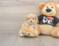 7 week old Maltipoo Puppy For Sale - Simply Southern Pups