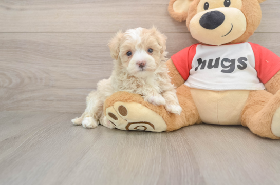 Little Malt a Poo Poodle Mix Puppy
