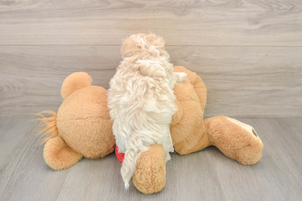 Funny Maltipoo Poodle Mix Pup