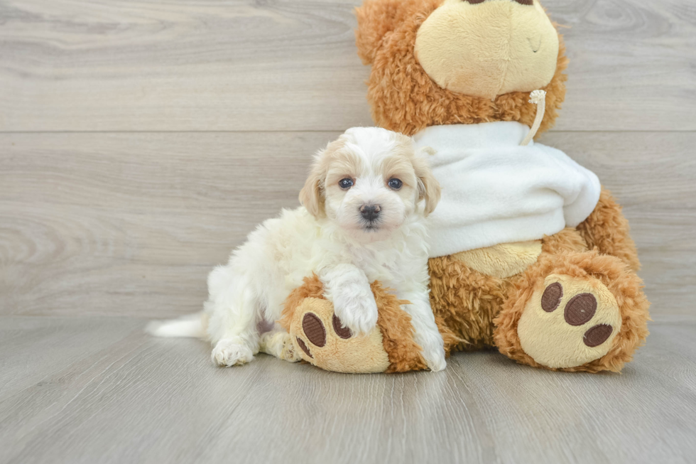 Maltipoo Pup Being Cute