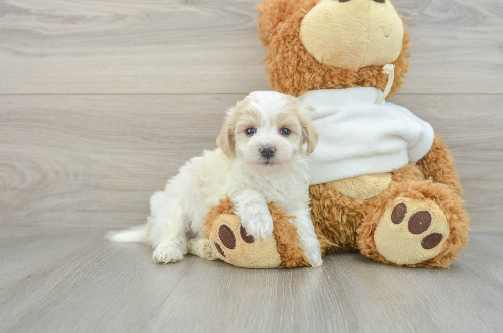 6 week old Maltipoo Puppy For Sale - Simply Southern Pups